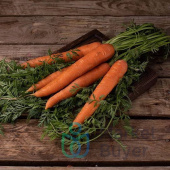 Морковка с ботвой
