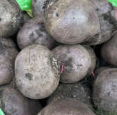 Свекла фермерская